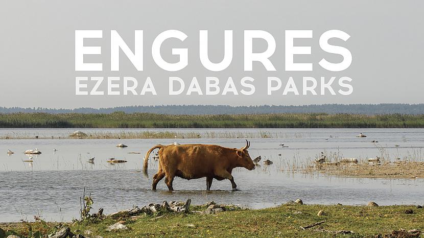 Autors: Ervīna video blogs Engures ezera dabas parks
