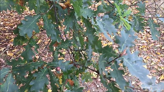 Dancing oak