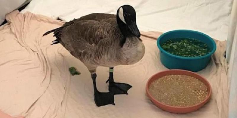 Ar Kanādas zosi kas redzama... Autors: Mao Meow Zoss, kura pārdozēja parkā pamestus cilvēku medikamentus