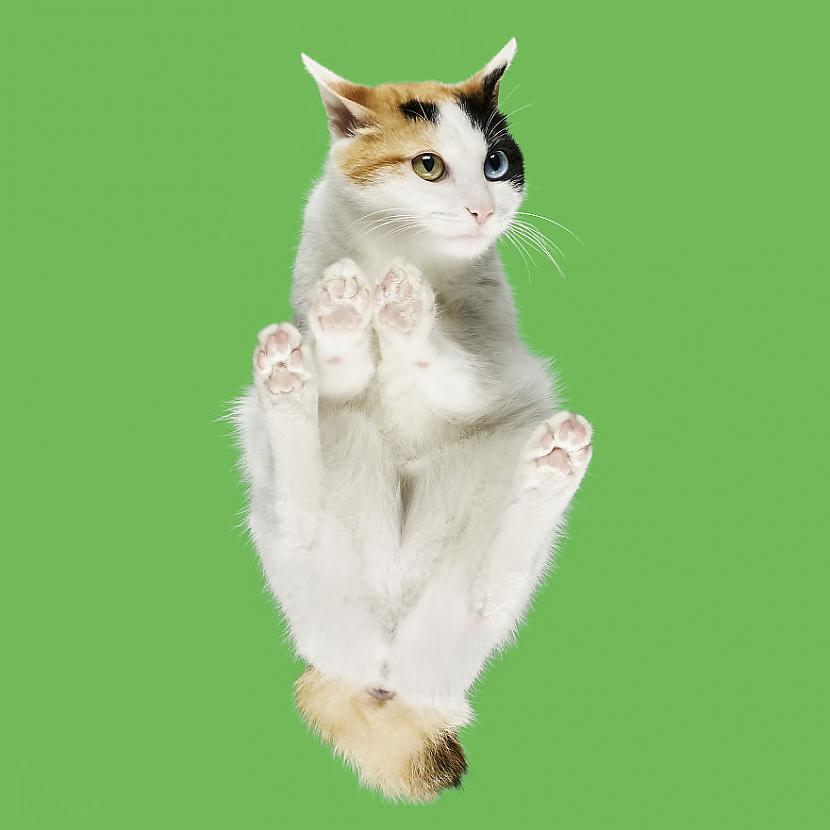 Autors: matilde «Under-cats» foto projekts lēnām sāk pārņemt visu pasauli