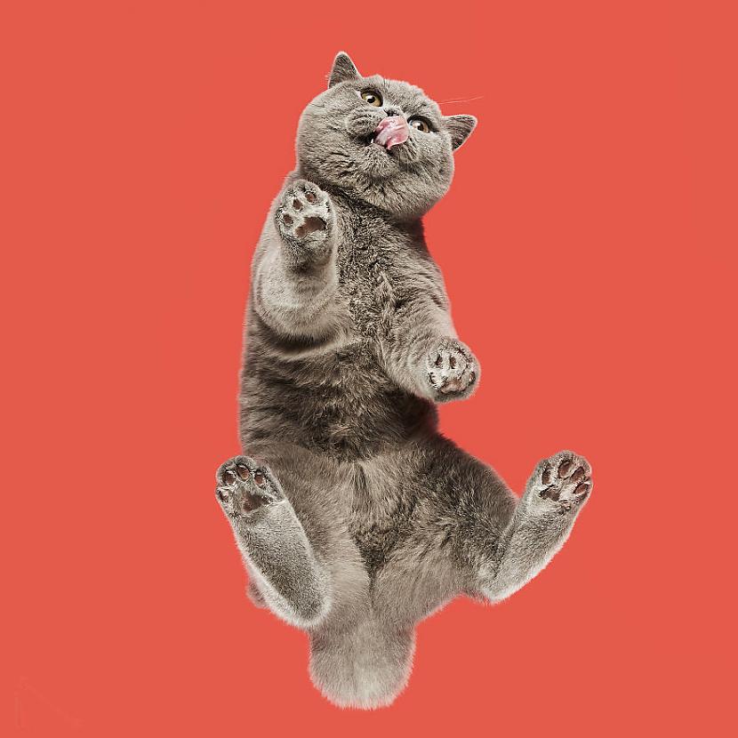 Autors: matilde «Under-cats» foto projekts lēnām sāk pārņemt visu pasauli