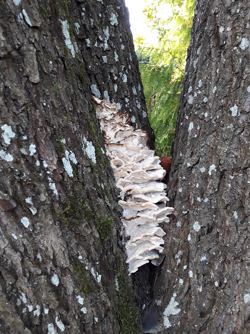 Vecajā kļavā sēne... Autors: Griffith 2018. gada atvaļinājums, 14. septembris. Pēdējā daļa.