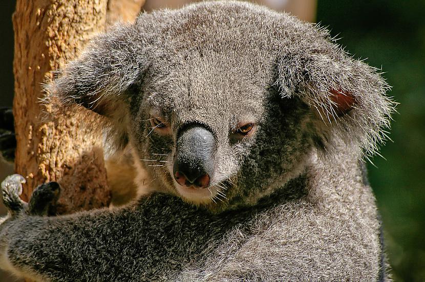 Austrāliescaronu angļu... Autors: Lestets 18 lietas, kas ir normālas Austrālijā, bet dīvainas pārējā pasaulē