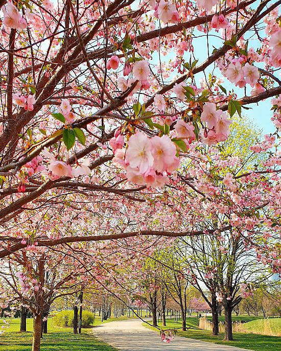 Skaistums neaptverams! Rīgā krāšņi uzzied pirmās Sakuras