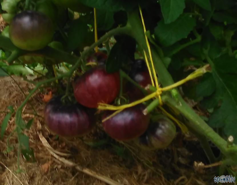 Autors: Raziels Kā izskatās dārzs, kurš trīs gadus nav ne rakts, ne laistīts