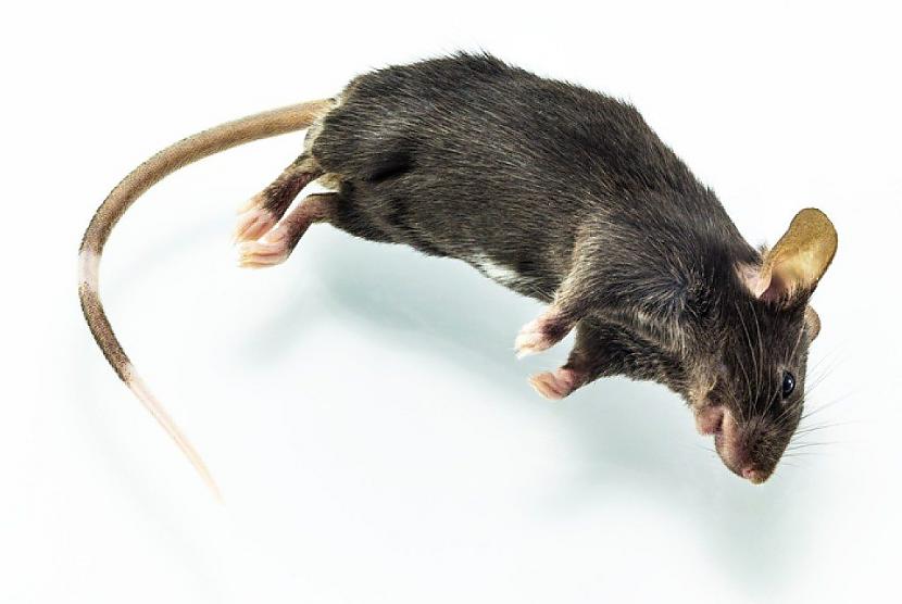 Beigtas žurkasNekas... Autors: Latvian Revenger 13 dīvainākās lietas, kuras izmantotas kā makšķerēšanas ēsma
