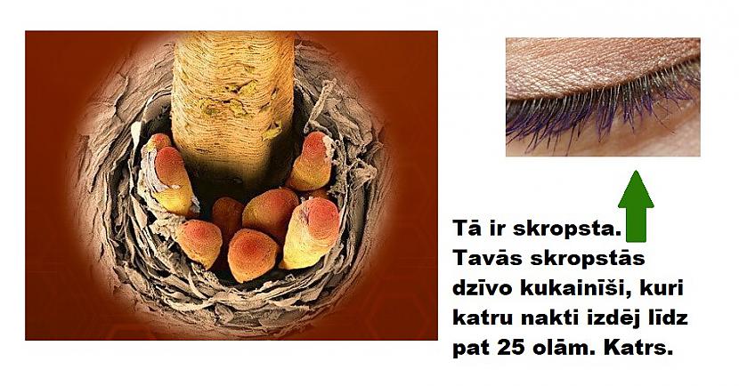 Autors: The Diāna Interesanti: Kā lietas izskatās zem mikroskopa?