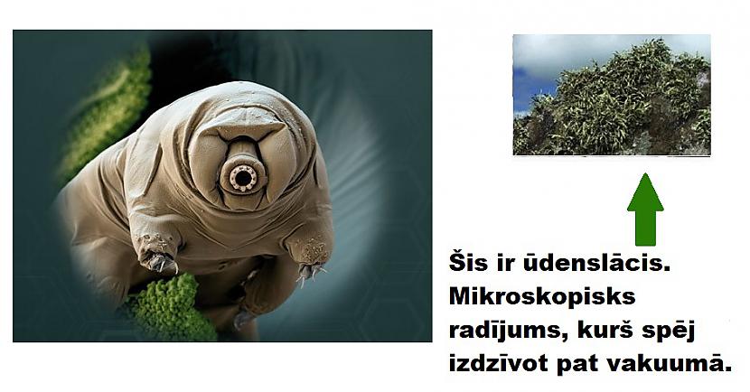 Autors: The Diāna Interesanti: Kā lietas izskatās zem mikroskopa?
