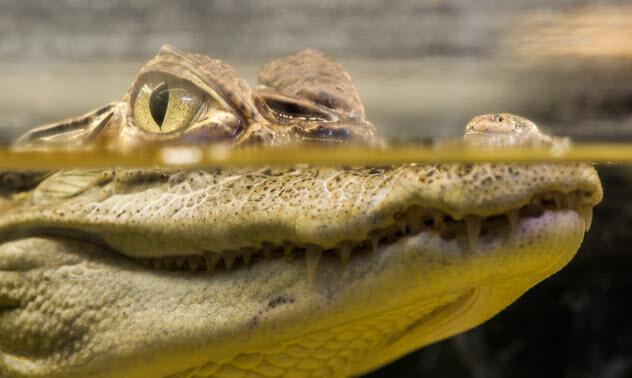 Arktika bija zaļa un pilna... Autors: Babadūks Mūsu planēta: kā tā izskatījās miljoniem gadu senā pagātnē