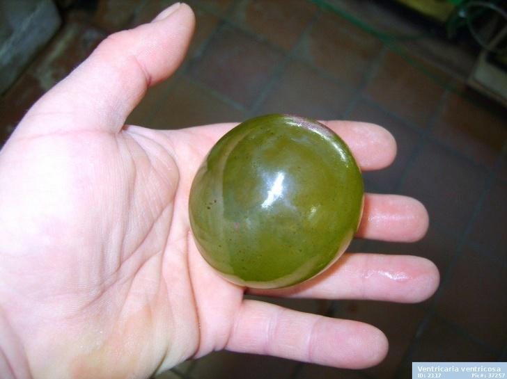 Valonia ventricosa ... Autors: Lestets 19 fotogrāfijas, kas var likties kā atklāsme