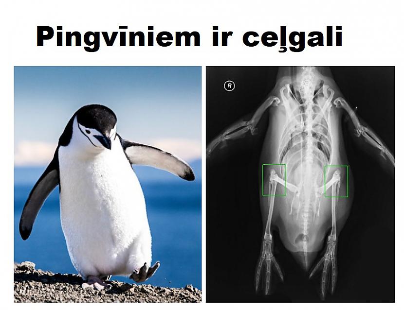Autors: The Diāna 20 interesanti attēli, kurus ir vērts apskatīt