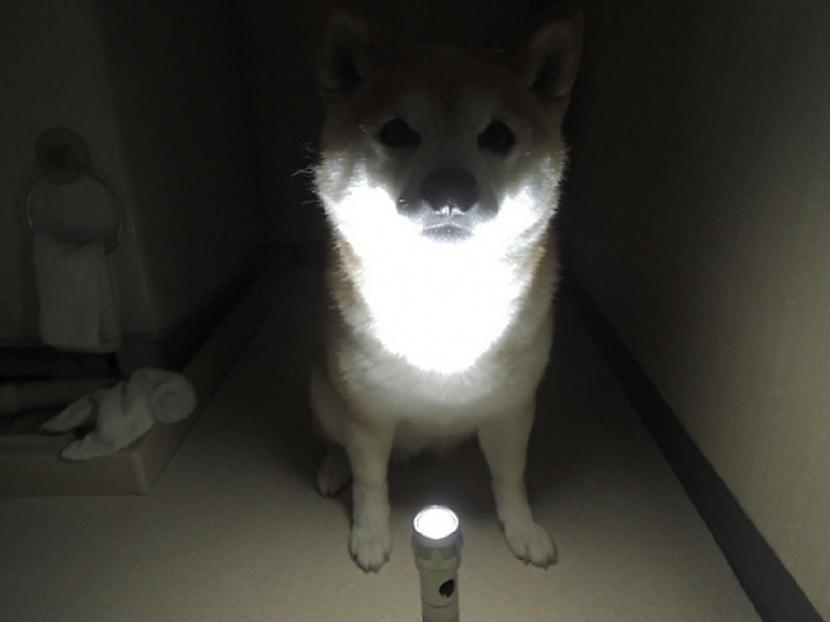 Mans suns apraka... Autors: Lestets 5 paranormāli atgadījumi ar suņiem