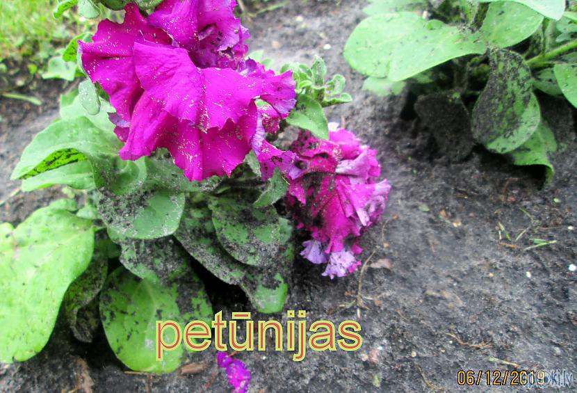 Peonijas vēl vakar bija tik... Autors: rasiks Vētras pēdas manā pusē