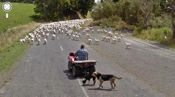 Autors: matilde Foto izlase: Dzīvnieki, kuri netīšām nokļuva «Google Street View»