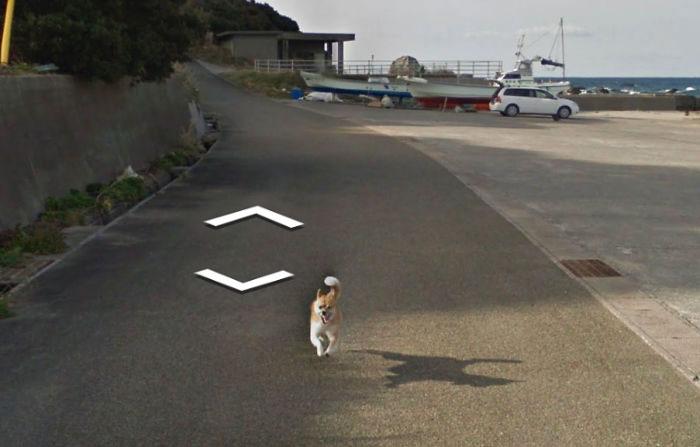 Autors: matilde Foto izlase: Dzīvnieki, kuri netīšām nokļuva «Google Street View»