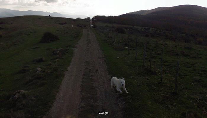 Autors: matilde Foto izlase: Dzīvnieki, kuri netīšām nokļuva «Google Street View»