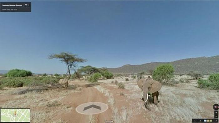 Autors: matilde Foto izlase: Dzīvnieki, kuri netīšām nokļuva «Google Street View»