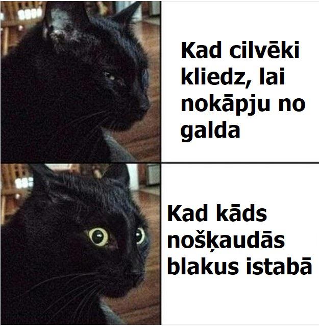 Autors: The Diāna Patiesības, kurām piekritīs visi kaķu saimnieki