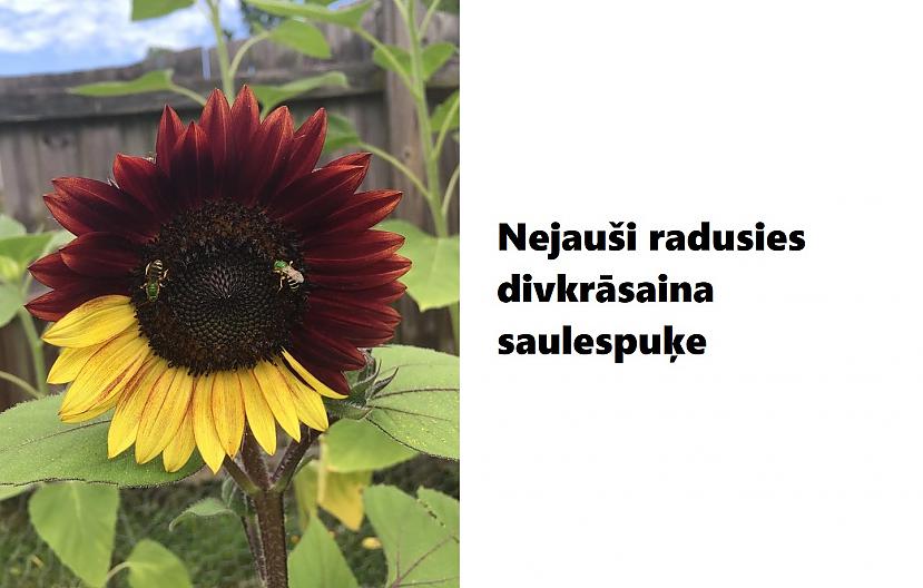 Autors: The Diāna 18 attēli, kuri pierāda, ka Māte Daba ir pārsteigumu pilna