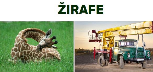 Autors: GargantijA Zvēri mums līdzās
