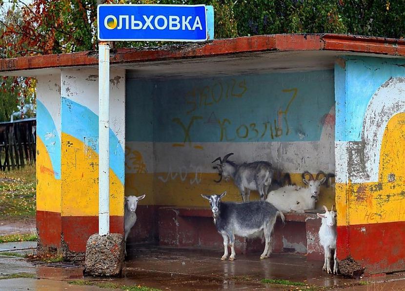 Scaronis tas apkopots no... Autors: es tēvocis Asorti ar tekstu šodienai (12.09.2019)