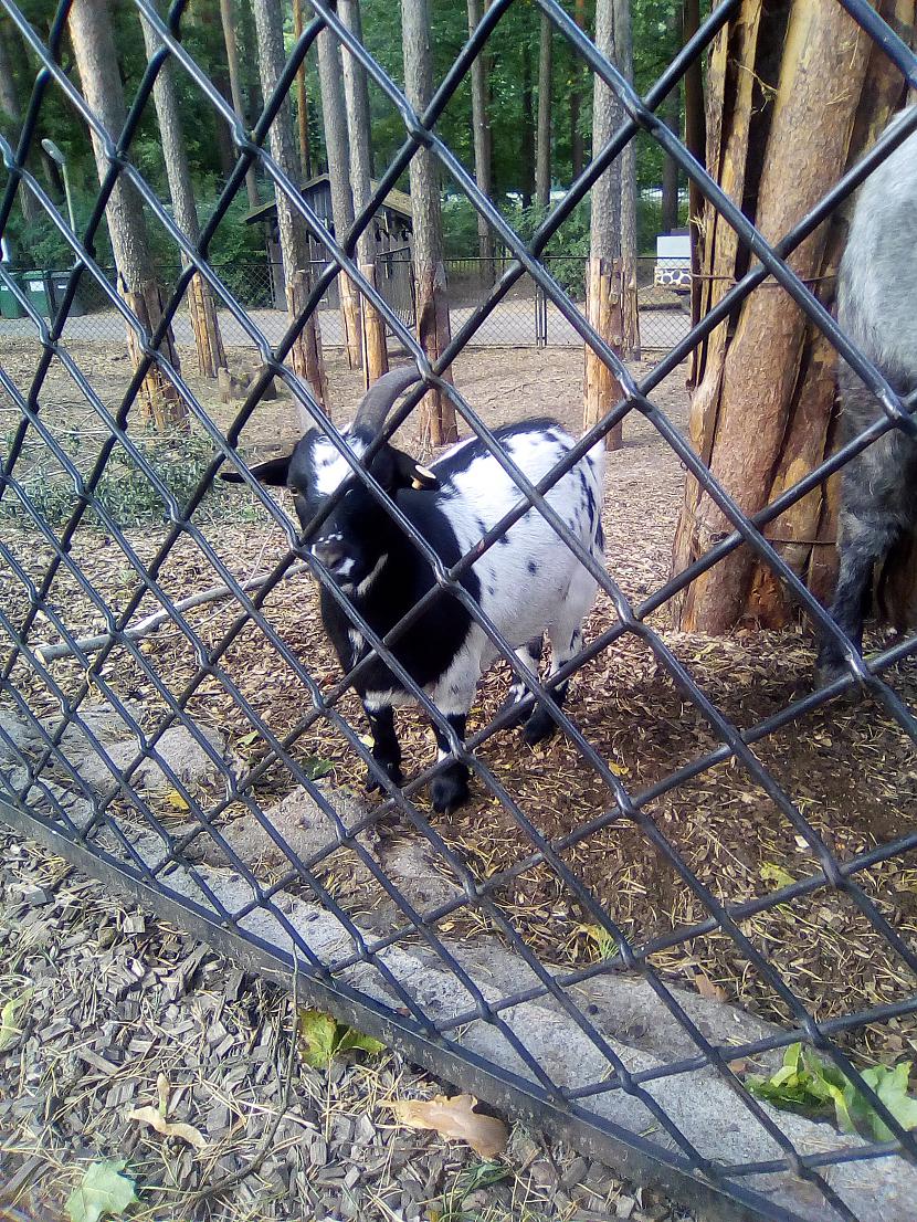 Autors: Drakonvīrs Atkal Rīgas zooloģiskajā dārzā..