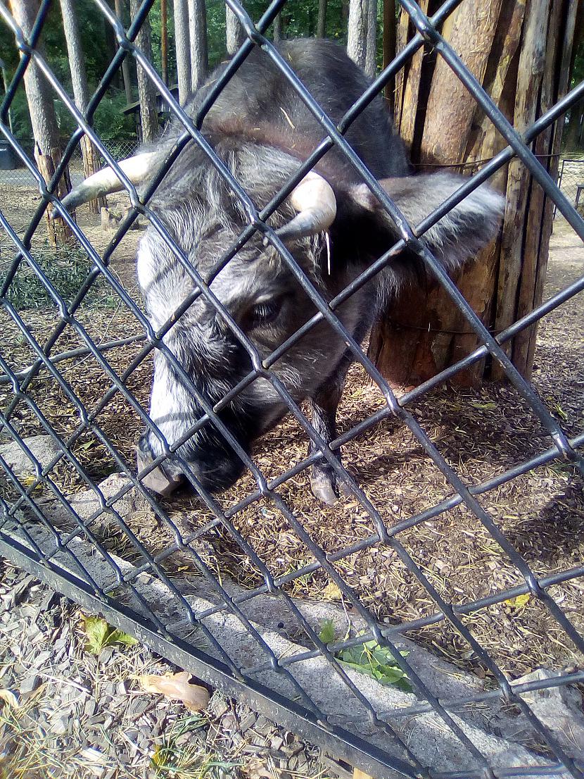 Autors: Drakonvīrs Atkal Rīgas zooloģiskajā dārzā..