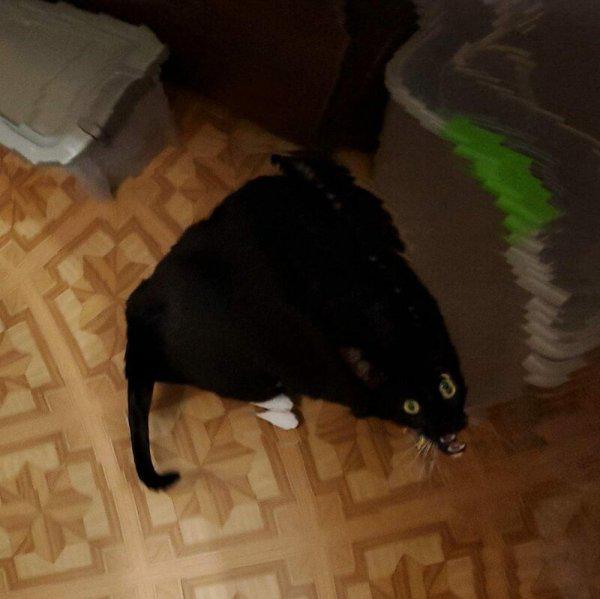 Autors: es tēvocis 23 dzīvnieki, kas neveiksmīgu panorāmas kadru dēļ pārvērtās par monstriem