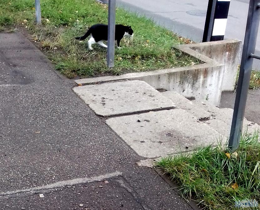 Kāds melnbalts kaķis savā... Autors: rasiks Svarīgi jaunumi