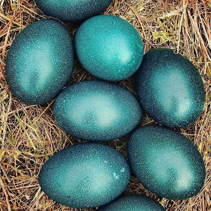 Emu olas katra no tām sver... Autors: Lestets 23 bildes, kas paplašinas tavas zināšanas par pasauli vien pāris minūtēs