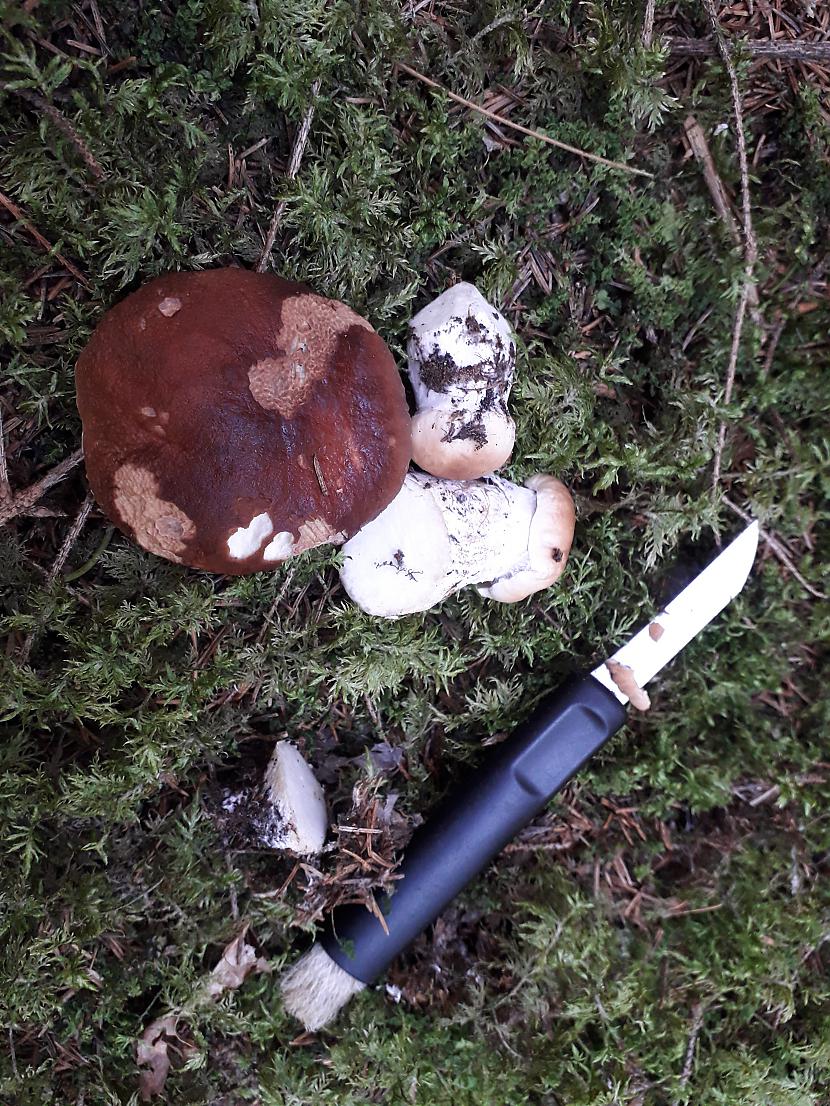 Autors: Griffith Atvaļinājums - 27. augusts, 2019, 2/2 daļa.