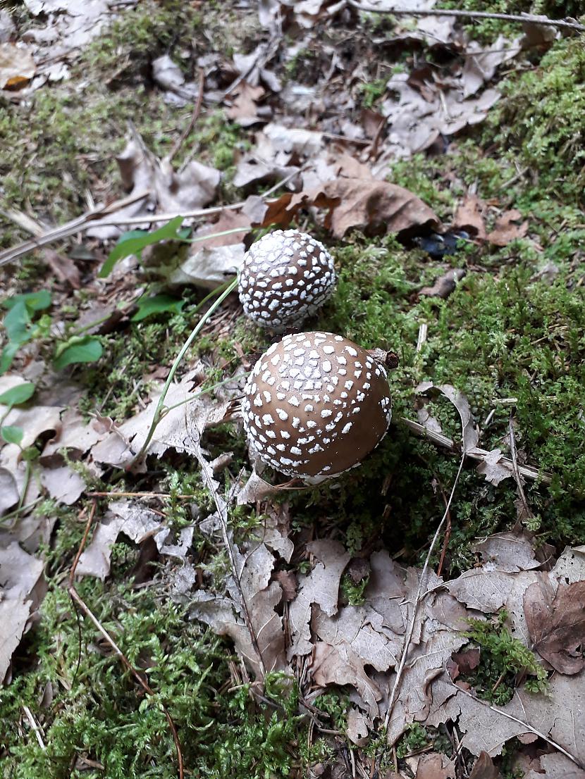 Panteru muscaronmires Autors: Griffith Atvaļinājums - 27. augusts, 2019, 2/2 daļa.