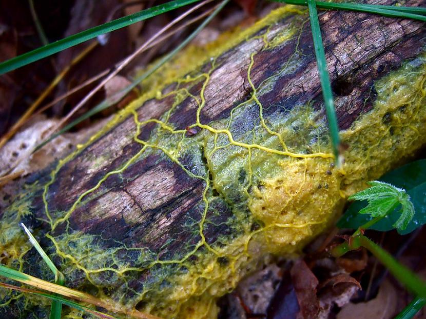 nbspScaronis vienscaronūnas... Autors: Lestets Neparasts organisms ar 720 dzimumiem, kas var sevi izārstēt