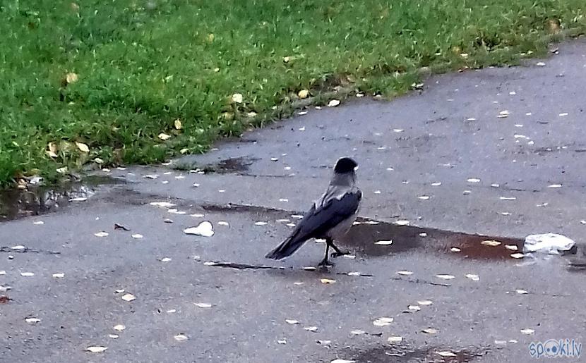 Jau mani ved uz nākoscarono... Autors: rasiks Fotosesija ar vārnu