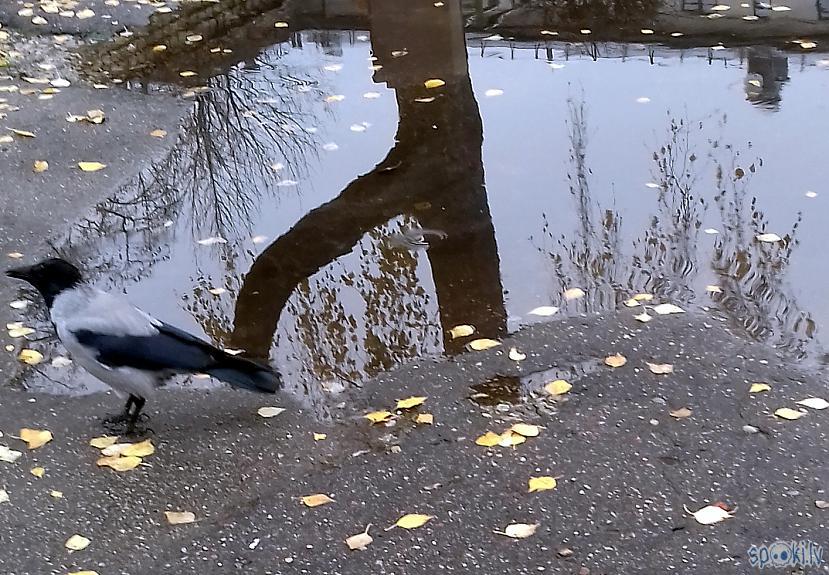 Un kokinbsp ūdens atspulgā... Autors: rasiks Fotosesija ar vārnu