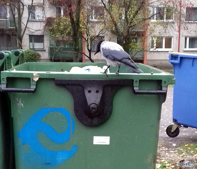 Iespējams ka grib paķircināt... Autors: rasiks Fotosesija ar vārnu