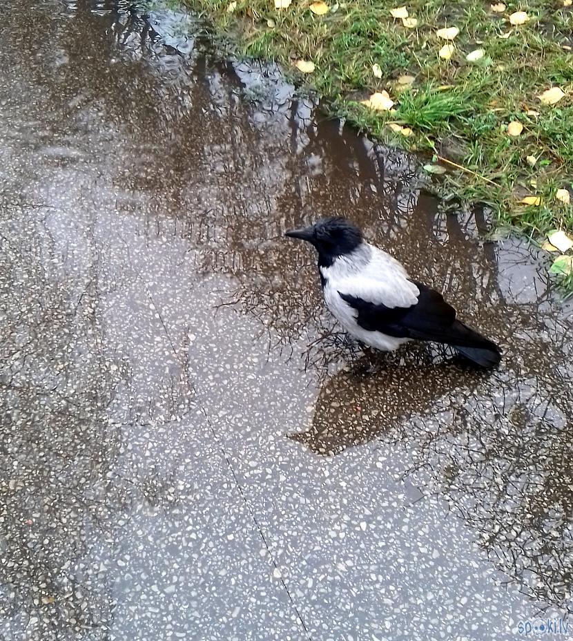 Pusdienlaikā uz stundiņu... Autors: rasiks Fotosesija ar vārnu