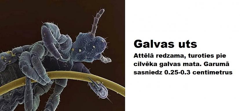 Autors: The Diāna Mikroskopa uzņēmumi, kurus mēs negribētu redzēt (26 attēli)