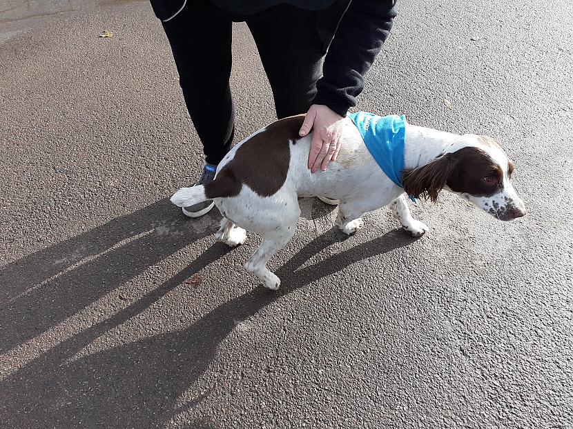 Springer spaniel suns no... Autors: Griffith Dažādas bildes no Malvernas lauku apkārtnes.