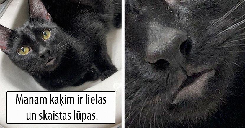 20 kaķi, kurus daba ir apdāvinājusi ar unikālu izskatu