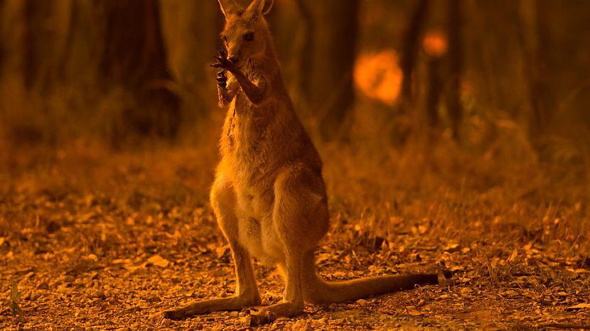 Autors: Pendragons13 Ļoti skumji attēli no Austrālijas meža ugunsgrēkiem