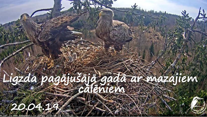 Autors: rasiks Katram savs vaļasprieks.