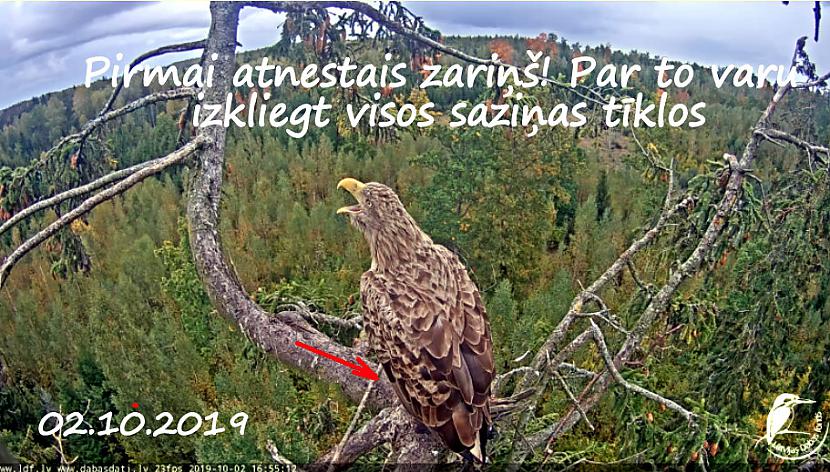 02102019 Autors: rasiks Katram savs vaļasprieks.