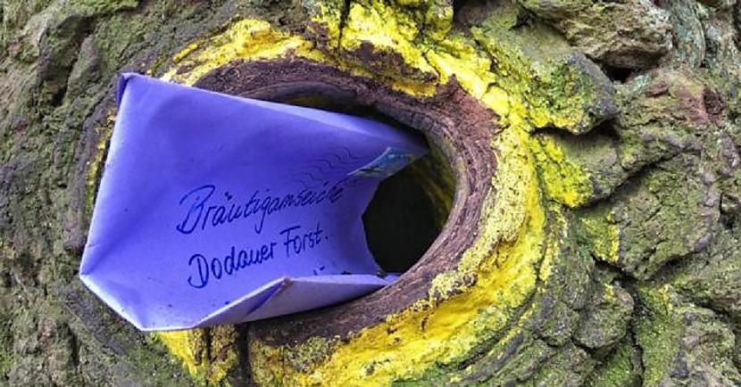 lsquorsquoScaronajos 20... Autors: The Diāna Šis, iespējams, ir romantiskākais koks pasaulē