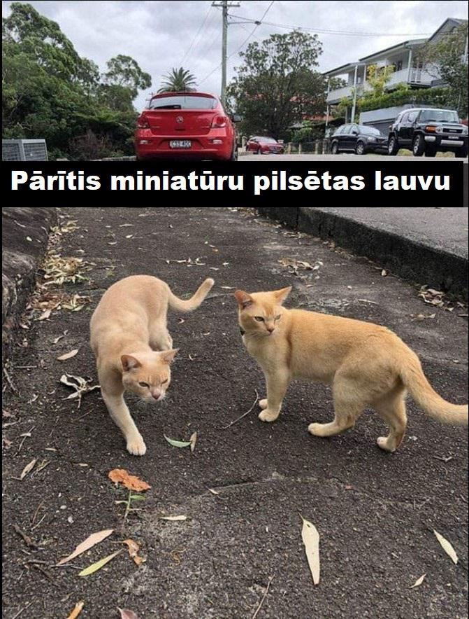 Autors: The Diāna Smieklīgas kaķu bildes labākam noskaņojumam (21 attēls)