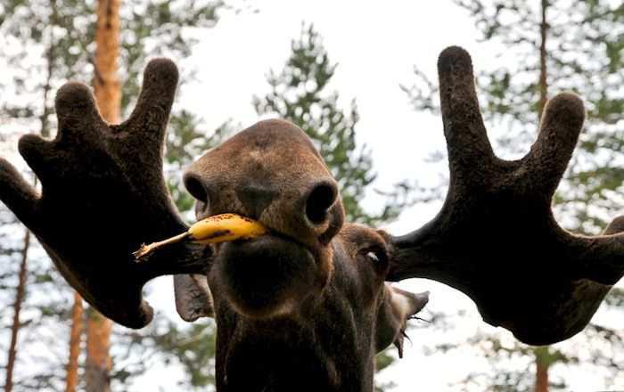 Jānītis Mamm kāpēc agrāk... Autors: es tēvocis Asorti labākai dienai (16.02.2020)