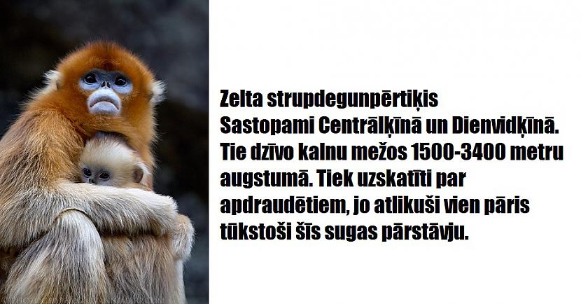 Autors: The Diāna 16 apbrīnojami dzīvnieki, kurus radījusi Māte Daba