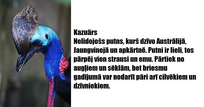Autors: The Diāna 16 apbrīnojami dzīvnieki, kurus radījusi Māte Daba