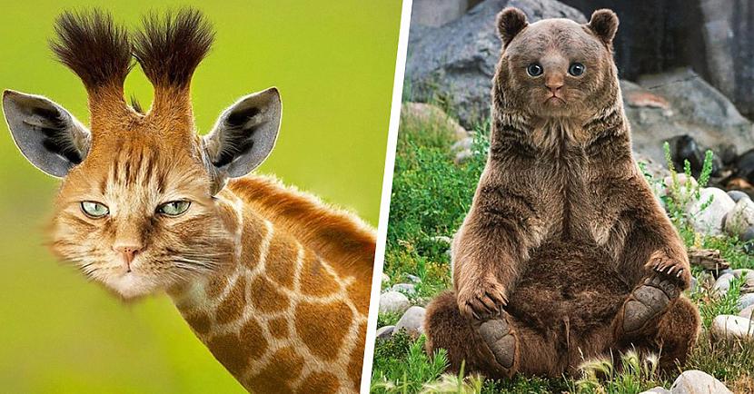 Foto: Kā izskatītos dzīvnieki, ja visiem būtu kaķu purniņi