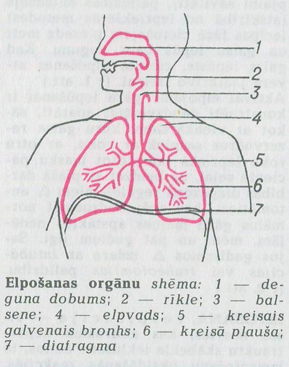 Cilvēku Orgānu Sistēmas Spoki